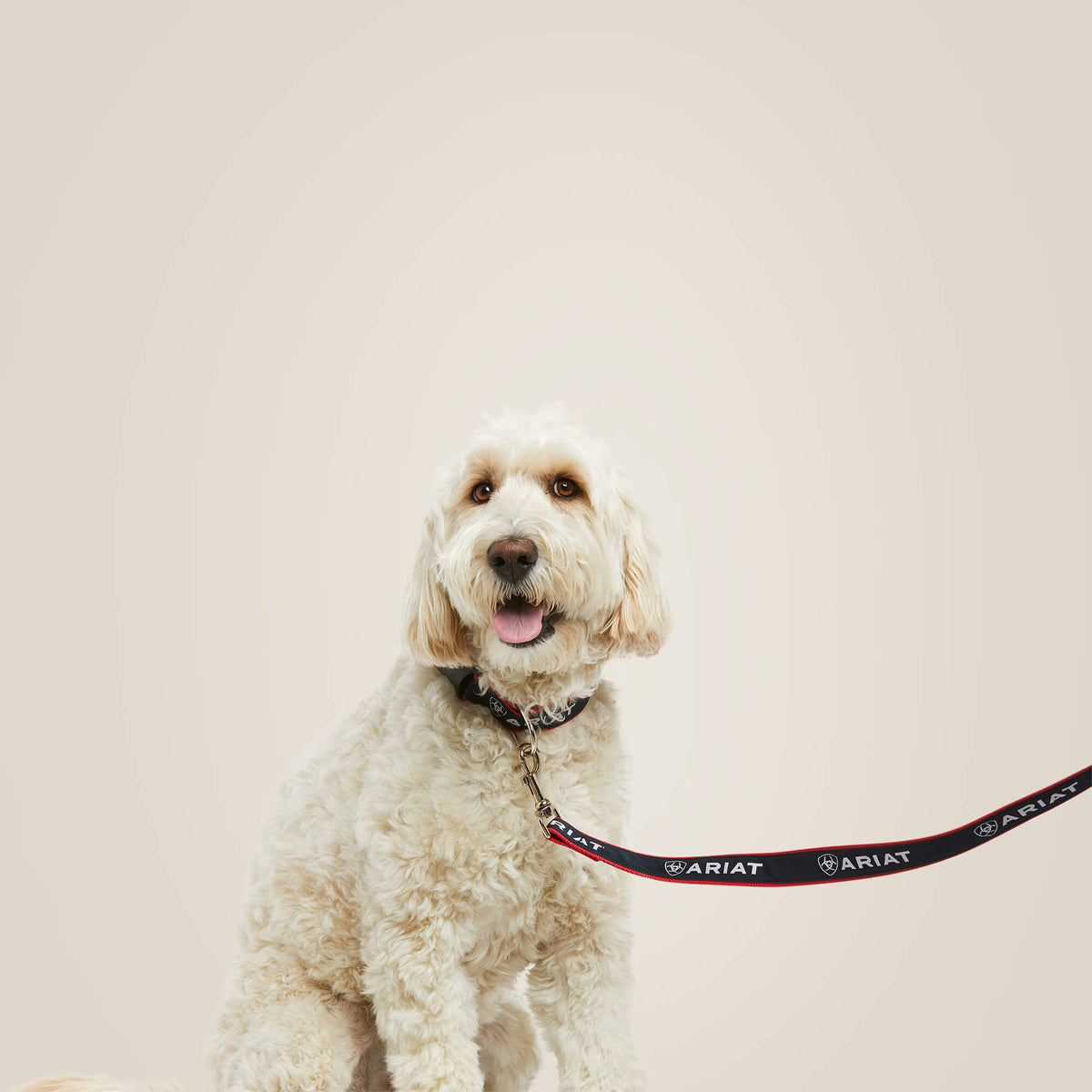 Dog Leash - Ariat Classic