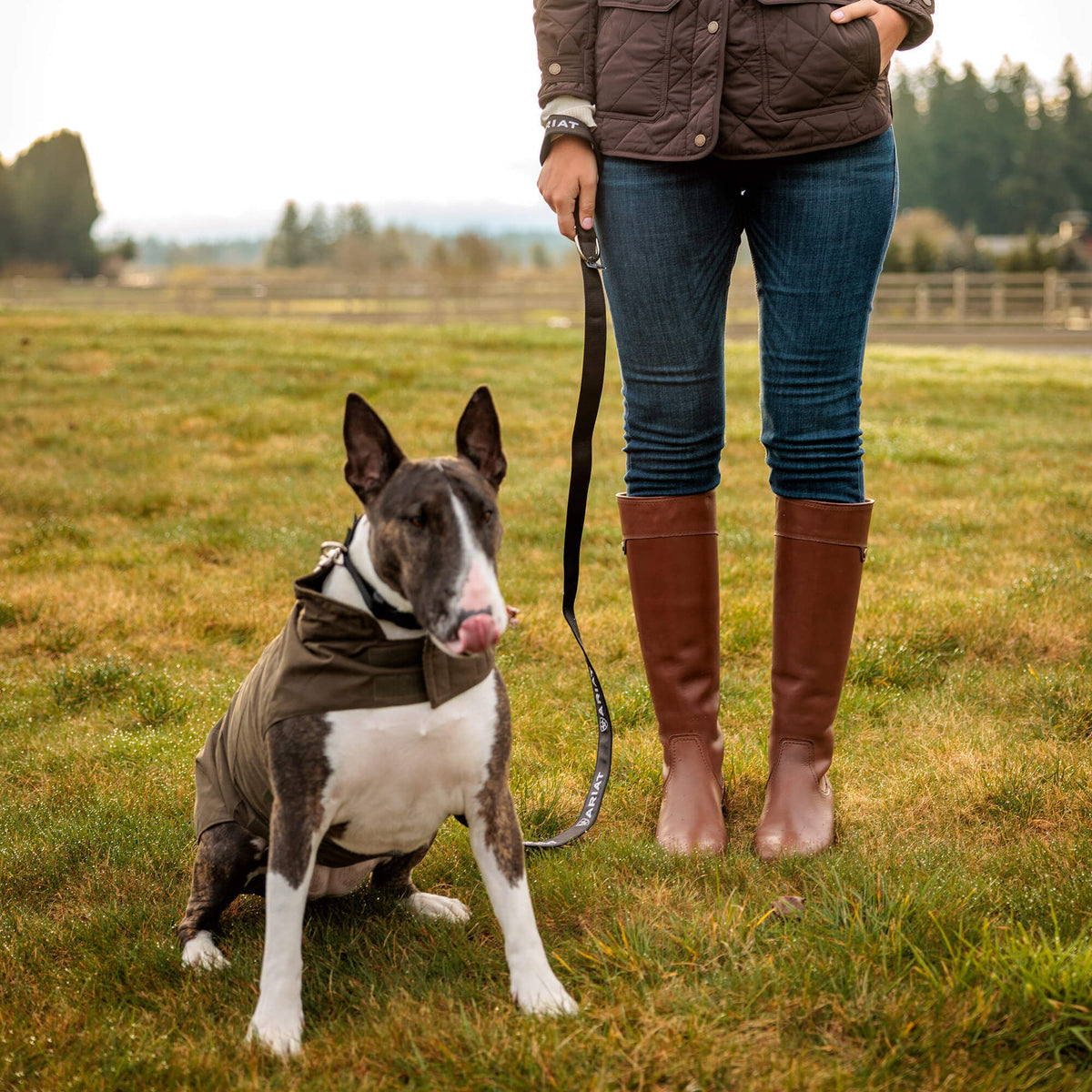 Argentium Dog Jacket - Ariat Hot Sale