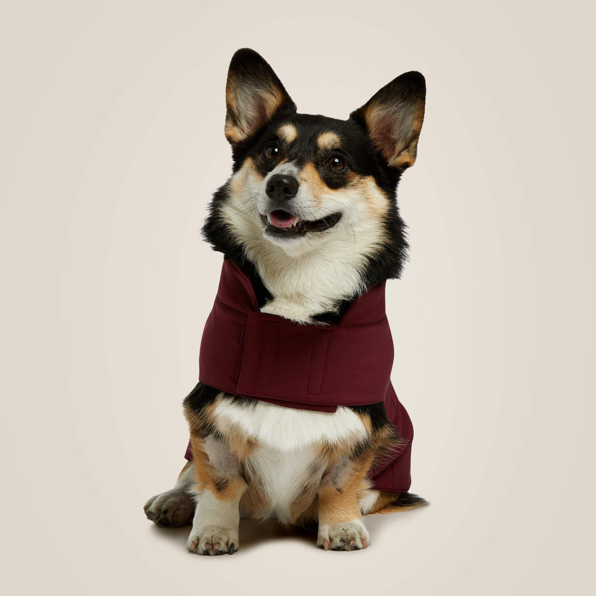 Team Softshell Dog Jacket - Ariat Customer Favorite