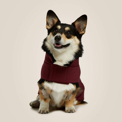 Team Softshell Dog Jacket - Ariat Customer Favorite